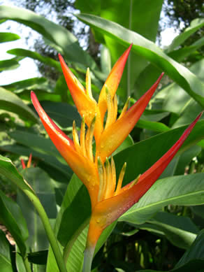 hawaiian flower