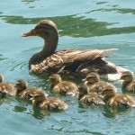 mom baby ducks