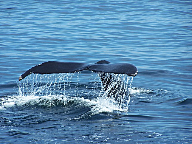 Cape Cod Whale